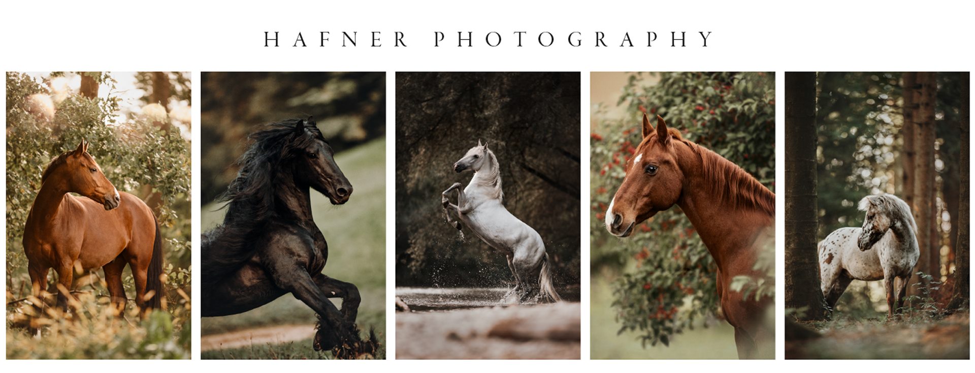 Hafner Equine Photography.jpg